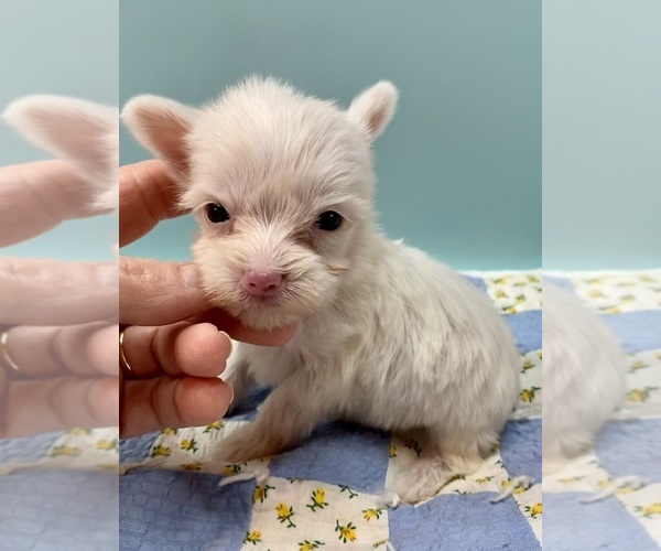 Medium Photo #13  Breeder Profile in STANTONVILLE, TN, USA