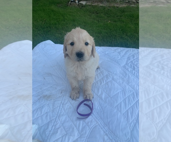 Medium Photo #1  Breeder Profile in BENTON, KS, USA