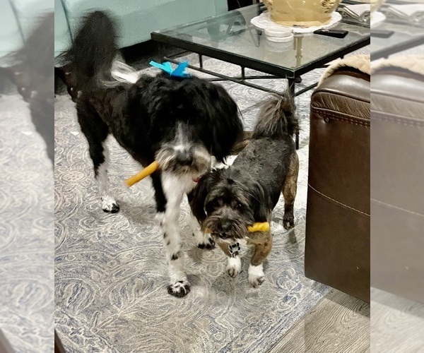 Medium Photo #50  Breeder Profile in BAYTOWN, TX, USA