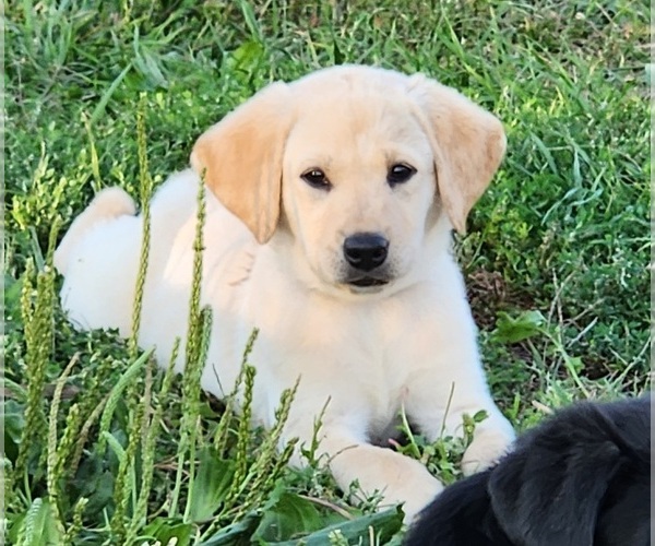 Medium Photo #4  Breeder Profile in SHELDON, IA, USA