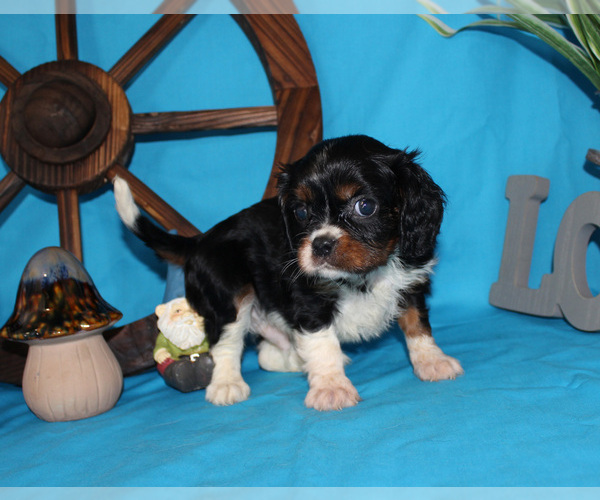 Medium Photo #43  Breeder Profile in CHANUTE, KS, USA