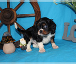 Small #42 Breeder Profile image