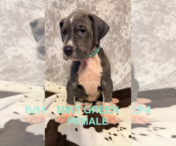 Medium Photo #2  Breeder Profile in WALNUT GROVE, MO, USA