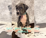 Small #1 Breeder Profile image
