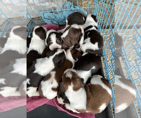 Medium Photo #4  Breeder Profile in CHATTANOOGA, TN, USA