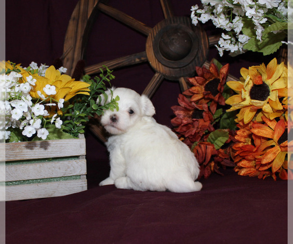 Medium Photo #95  Breeder Profile in CHANUTE, KS, USA