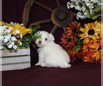 Small #94 Breeder Profile image