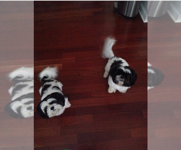 Medium Photo #26  Breeder Profile in NEENAH, WI, USA