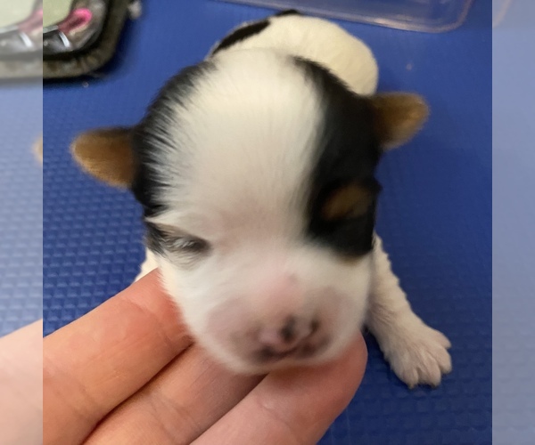Medium Photo #1  Breeder Profile in GROVETOWN, GA, USA