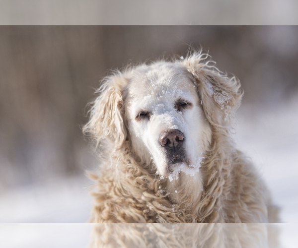 Medium Photo #7  Breeder Profile in ROWLEY, MA, USA