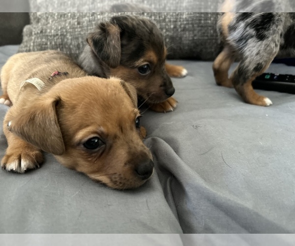 Medium Photo #8  Breeder Profile in NORTH PORT, FL, USA