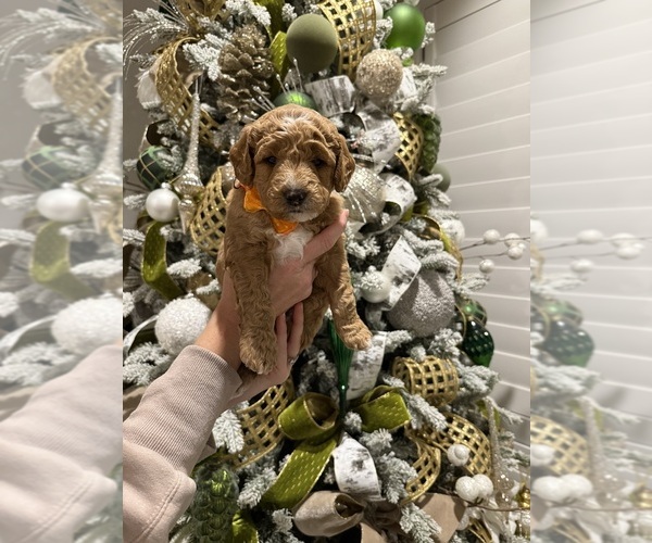 Medium Photo #8  Breeder Profile in SPICEWOOD, TX, USA