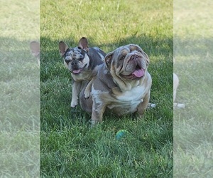 Bulldog Dog Breeder near GREENFIELD, IN, USA