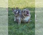 Small breeder photo