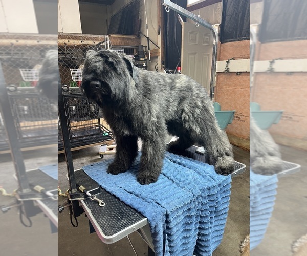 Medium Photo #3  Breeder Profile in LOUISVILLE, KY, USA