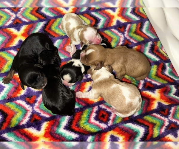 Medium Photo #17  Breeder Profile in WAXAHACHIE, TX, USA