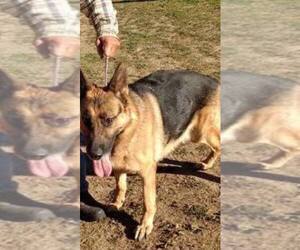 German Shepherd Dog Dog Breeder near STANDISH, MI, USA