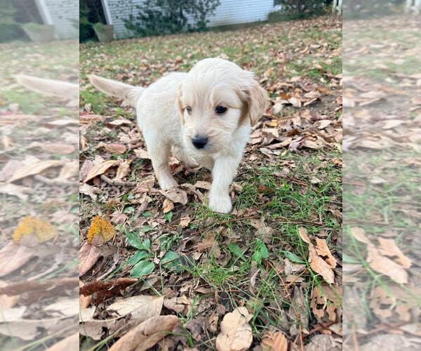 Medium Photo #21  Breeder Profile in MIDDLETOWN, OH, USA