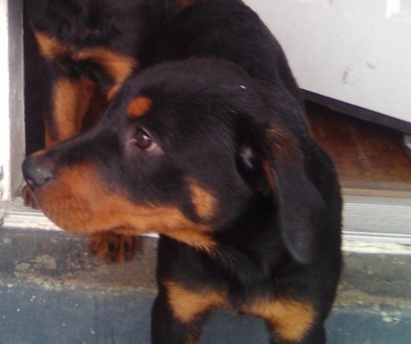Medium Photo #3  Breeder Profile in BALTIMORE, MD, USA