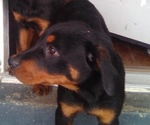 Small #2 Breeder Profile image