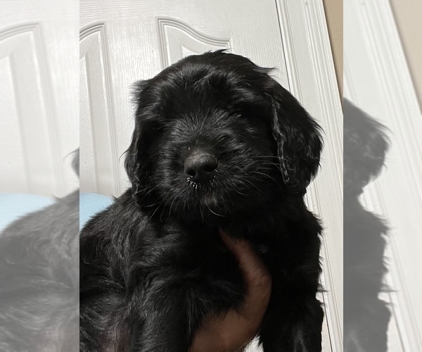 Medium Photo #1  Breeder Profile in PEACHTREE CITY, GA, USA