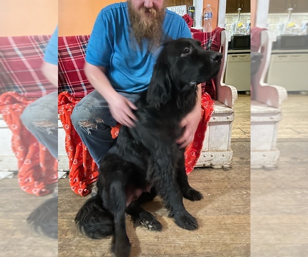 Medium Photo #2  Breeder Profile in AURORA, IN, USA