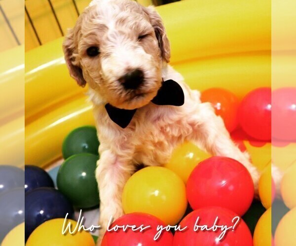 Medium Photo #1  Breeder Profile in COVINGTON, GA, USA