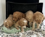 Small breeder photo