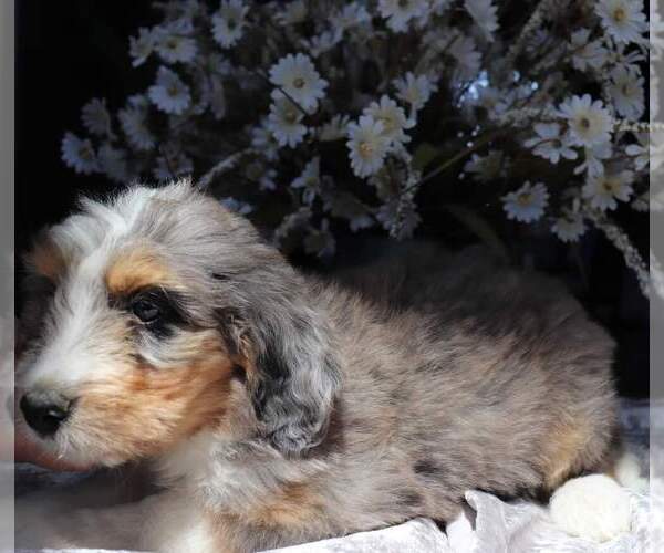 Medium Photo #7  Breeder Profile in EASTON, MO, USA