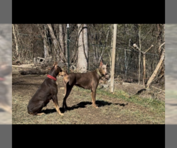 Medium Photo #5  Breeder Profile in POMEROY, OH, USA