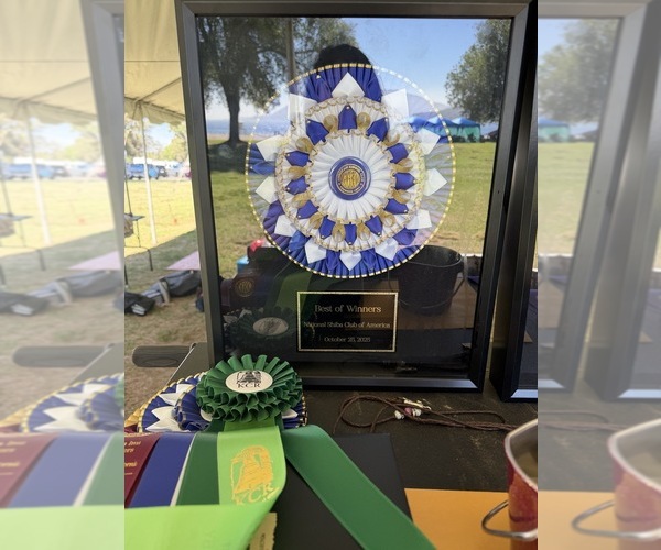 Medium Photo #33  Breeder Profile in THOMASTON, GA, USA