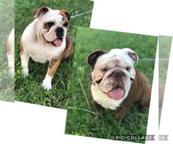 Medium Photo #1  Breeder Profile in MENIFEE, CA, USA