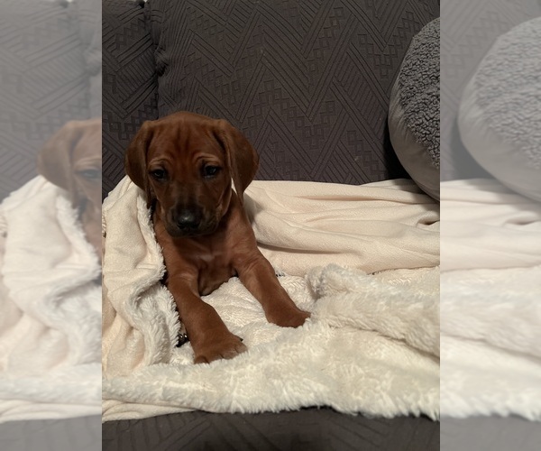 Medium Photo #17  Breeder Profile in MURFREESBORO, TN, USA