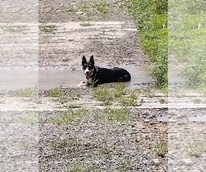 Border Collie Dog Breeder near LEWISTOWN, PA, USA