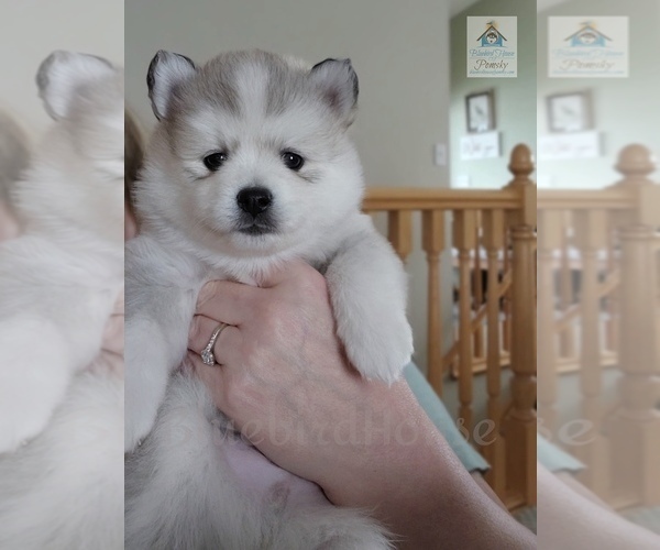 Medium Photo #42  Breeder Profile in BURNS TOWNSHIP, MN, USA