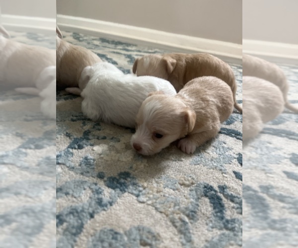 Medium Photo #1  Breeder Profile in WASHINGTON, DC, USA