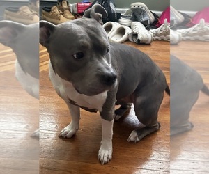 American Bully Dog Breeder near PHILADELPHIA, PA, USA