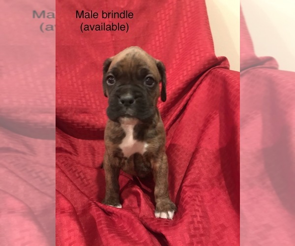 Medium Photo #1  Breeder Profile in AUBURN, NY, USA