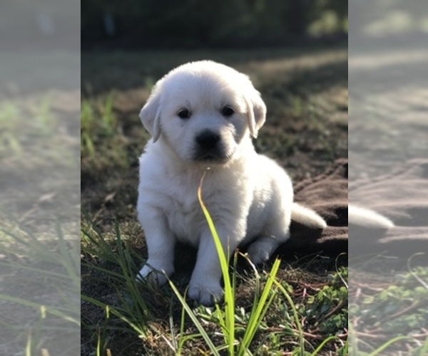 Medium Photo #1  Breeder Profile in SPRING GREEN, WI, USA