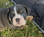 Small #10 Breeder Profile image