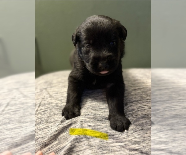 Medium Photo #6  Breeder Profile in PLANT CITY, FL, USA