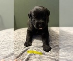 Small #5 Breeder Profile image