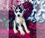 Small Photo #1  Breeder Profile in PARK CITY, KY, USA
