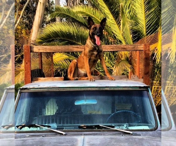 Medium Photo #5  Breeder Profile in DIXON, CA, USA
