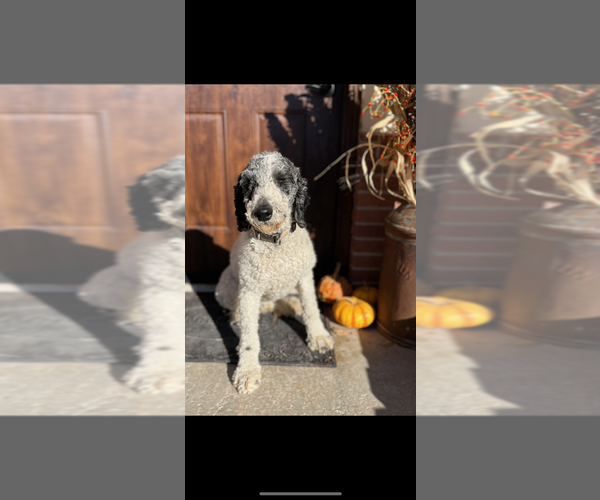 Medium Photo #2  Breeder Profile in PRAIRIE VIEW, KS, USA