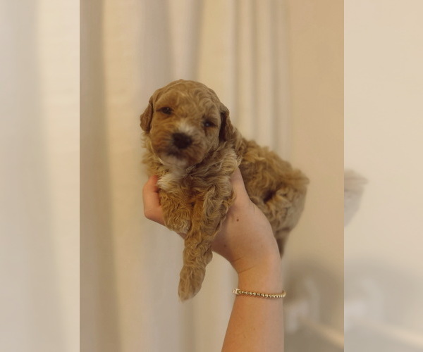 Medium Photo #8  Breeder Profile in NASHVILLE, TN, USA
