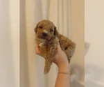 Small #7 Breeder Profile image
