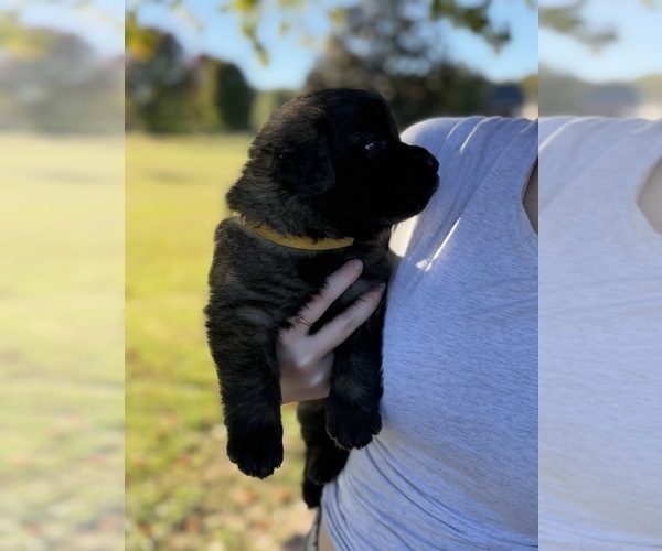 Medium Photo #2  Breeder Profile in MANCHESTER, TN, USA