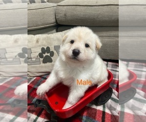 German Shepherd Dog Dog Breeder near ALACHUA, FL, USA