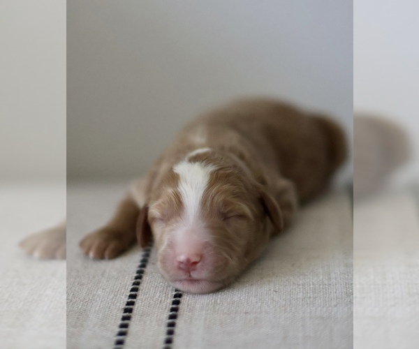 Medium Photo #1  Breeder Profile in BROOKSVILLE, FL, USA